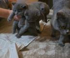 Британські кошенята 4