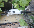 Віддам кошнятко 2
