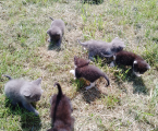 Кошенят в добрі руки 1