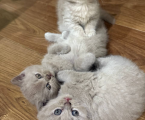 Шотландські кошенята 1