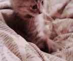 Кошеня Дівчинка 1