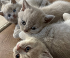 Шотландські кошенята 3