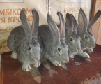Кролики радянська шиншила 2