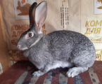 Кролики радянська шиншила 1