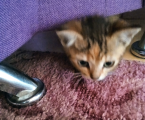 Віддам кошеня 1