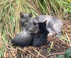 Віддам в добрі руки кошенят 1