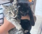 Віддам в добрі руки кошенят 2