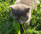 Віддам кошенят у добрі ру 3
