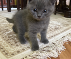 Кошенят 3