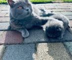 Віддам кошеня 1
