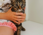 Віддам котика 1