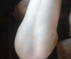 Свиня 1