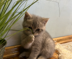 Кошенят 1