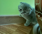 Кошенят 2