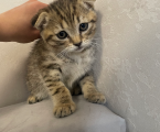 Віддам в добрі руки 1