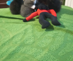 Котики 1