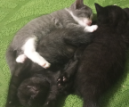 Кошенята 1 місяць 1