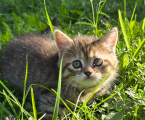 Віддам кошенят у добрі ру 1