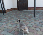 Віддам кошеня 1
