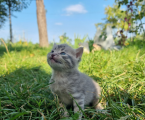 Віддам кошеня 1
