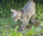 Віддам кошенят 1