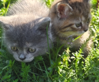 Віддам кошенят у добрі ру 2