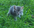 Віддам кошеня 2