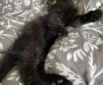 Роздаю котики 4