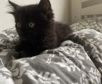 Роздаю котики 2