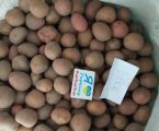 Дрібна картопля 2