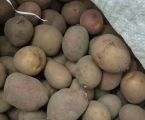 Дрібна картопля 4