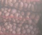 Картопля 2