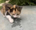 Роздаю котики 6