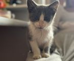 Кошеня віддаю хлопчик 2