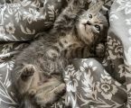 Роздаю котики 1