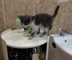 Віддам кошеня 2