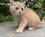 Роздаю котики 5