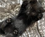 Роздаю котики 3