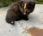 Роздаю котики 7