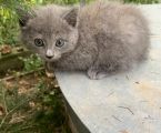 Роздаю котики 8