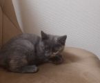 Віддам кошеня 3