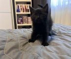 Котики 1