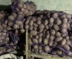 Картопля Белароса 1