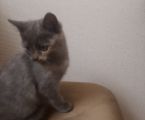 Віддам кошеня 2