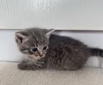 Котики 2
