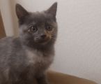 Віддам кошеня 6