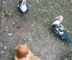 Тварини цап качки продаю 2
