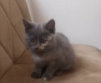 Віддам кошеня 1