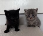 Котики 3