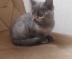 Віддам кошеня 5